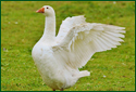 gander-goose